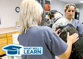Veterinary Assisting | What Will I Learn? Video
