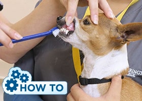 How To Brush a Dog’s Teeth