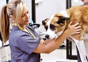 What You May Not Know About Being a Veterinary Assistant