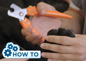 How to Clip Your Pet’s Nails