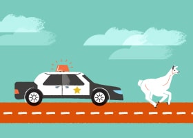 13 Crazy Pet Laws (That Are Actually Real!)