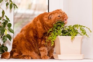 For some pets, obesity is just as big an issue as it is with many humans.