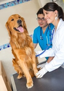 Examining the different types of holistic veterinary medicine
