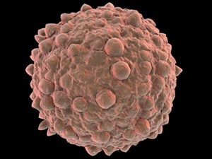 Stress levels increase white blood cell counts.