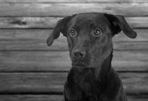 Veterinarians can help dogs that experience severe anxiety