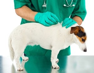 Vets in a couple of states have been tracking a mysterious illness afflicting dogs.