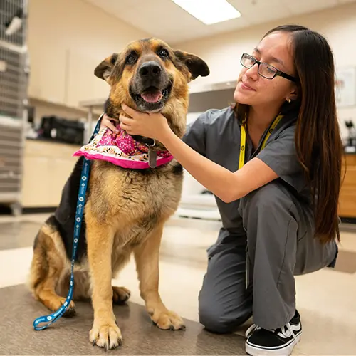 Carrington Veterinary Assisting Program Details