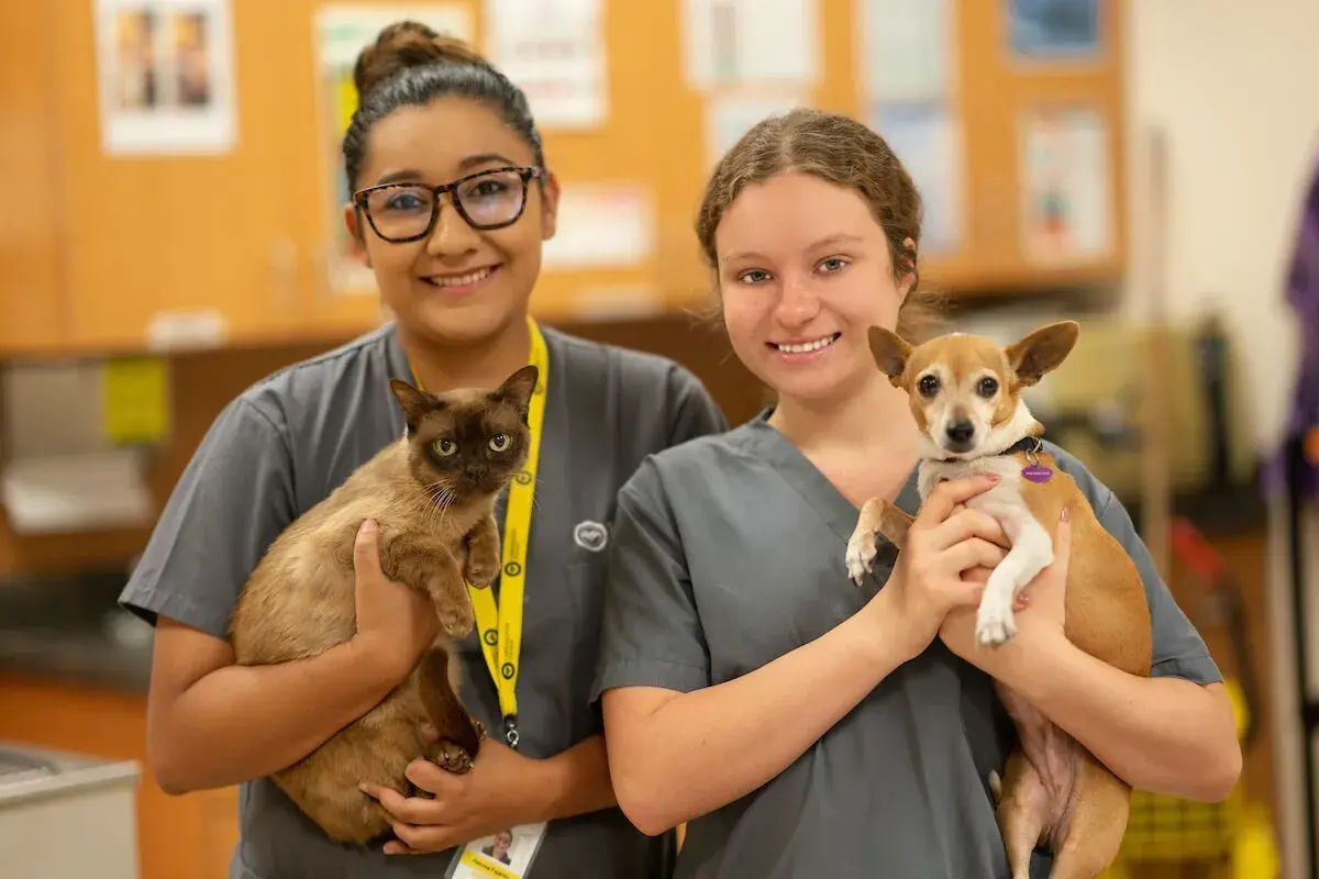 Carrington's Veterinary Assisting Program