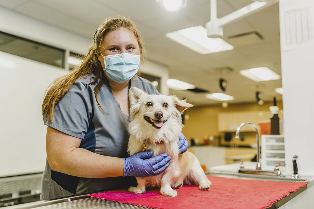 Carrington's Veterinary Technology Program