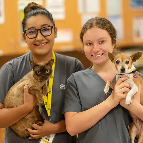 Veterinary Technology Career Opportunities