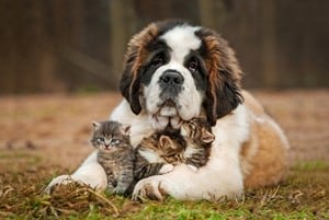 Cancer is more common in dogs than it is in cats.