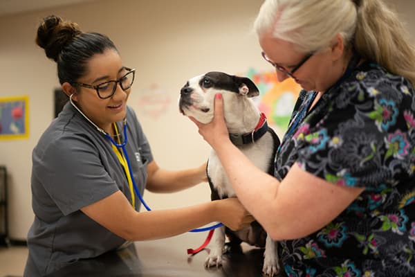 Veterinary Technology Courses