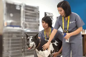 Veterinary Assisting
