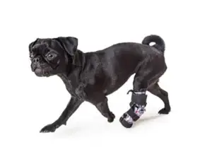 The Future of Prosthetics in Veterinary Care