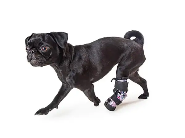 Prosthetics in Veterinary Care